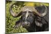 Botswana, Chobe NP, Red Billed Oxpecker on Nose of Cape Buffalo-Paul Souders-Mounted Photographic Print
