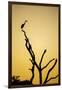 Botswana, Chobe NP, Savuti, Silhouette of Yellow-Billed Egret at Dusk-Paul Souders-Framed Photographic Print