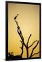 Botswana, Chobe NP, Savuti, Silhouette of Yellow-Billed Egret at Dusk-Paul Souders-Framed Photographic Print