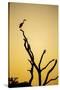 Botswana, Chobe NP, Savuti, Silhouette of Yellow-Billed Egret at Dusk-Paul Souders-Stretched Canvas