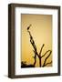 Botswana, Chobe NP, Savuti, Silhouette of Yellow-Billed Egret at Dusk-Paul Souders-Framed Photographic Print