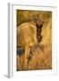 Botswana, Chobe NP, Wildebeest Standing in Savuti Marsh at Dawn-Paul Souders-Framed Photographic Print