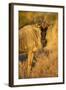 Botswana, Chobe NP, Wildebeest Standing in Savuti Marsh at Dawn-Paul Souders-Framed Photographic Print