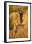 Botswana, Chobe NP, Wildebeest Standing in Savuti Marsh at Dawn-Paul Souders-Framed Photographic Print