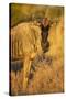 Botswana, Chobe NP, Wildebeest Standing in Savuti Marsh at Dawn-Paul Souders-Stretched Canvas