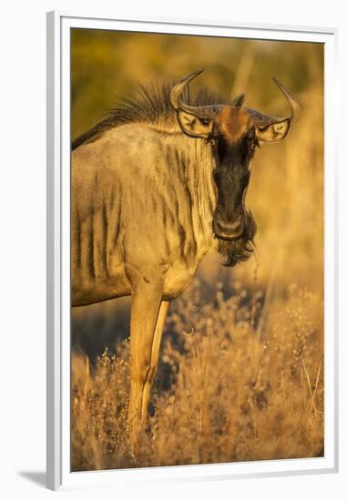 Botswana, Chobe NP, Wildebeest Standing in Savuti Marsh at Dawn-Paul Souders-Framed Premium Photographic Print