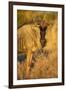 Botswana, Chobe NP, Wildebeest Standing in Savuti Marsh at Dawn-Paul Souders-Framed Premium Photographic Print
