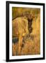 Botswana, Chobe NP, Wildebeest Standing in Savuti Marsh at Dawn-Paul Souders-Framed Premium Photographic Print