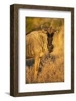 Botswana, Chobe NP, Wildebeest Standing in Savuti Marsh at Dawn-Paul Souders-Framed Photographic Print