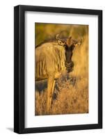 Botswana, Chobe NP, Wildebeest Standing in Savuti Marsh at Dawn-Paul Souders-Framed Photographic Print