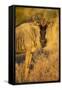 Botswana, Chobe NP, Wildebeest Standing in Savuti Marsh at Dawn-Paul Souders-Framed Stretched Canvas