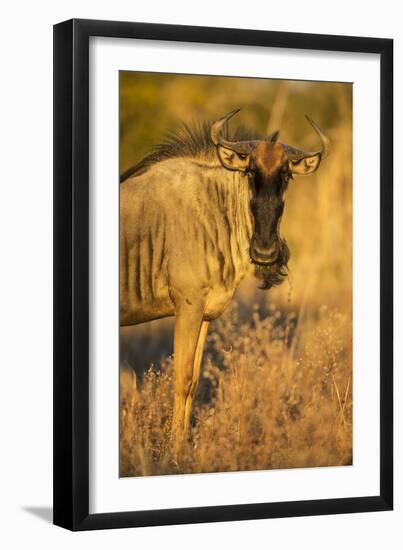 Botswana, Chobe NP, Wildebeest Standing in Savuti Marsh at Dawn-Paul Souders-Framed Premium Photographic Print
