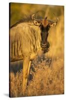 Botswana, Chobe NP, Wildebeest Standing in Savuti Marsh at Dawn-Paul Souders-Stretched Canvas