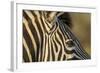 Botswana, Close-up of Eye of Plains Zebra at Sunset in Okavango Delta-Paul Souders-Framed Photographic Print