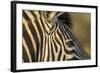 Botswana, Close-up of Eye of Plains Zebra at Sunset in Okavango Delta-Paul Souders-Framed Photographic Print