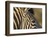 Botswana, Close-up of Eye of Plains Zebra at Sunset in Okavango Delta-Paul Souders-Framed Photographic Print