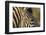 Botswana, Close-up of Eye of Plains Zebra at Sunset in Okavango Delta-Paul Souders-Framed Photographic Print