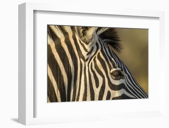 Botswana, Close-up of Eye of Plains Zebra at Sunset in Okavango Delta-Paul Souders-Framed Photographic Print