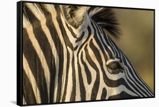 Botswana, Close-up of Eye of Plains Zebra at Sunset in Okavango Delta-Paul Souders-Framed Stretched Canvas