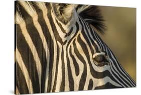 Botswana, Close-up of Eye of Plains Zebra at Sunset in Okavango Delta-Paul Souders-Stretched Canvas