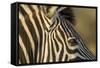 Botswana, Close-up of Eye of Plains Zebra at Sunset in Okavango Delta-Paul Souders-Framed Stretched Canvas