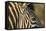 Botswana, Close-up of Eye of Plains Zebra at Sunset in Okavango Delta-Paul Souders-Framed Stretched Canvas