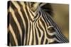 Botswana, Close-up of Eye of Plains Zebra at Sunset in Okavango Delta-Paul Souders-Stretched Canvas