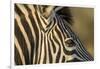 Botswana, Close-up of Eye of Plains Zebra at Sunset in Okavango Delta-Paul Souders-Framed Photographic Print