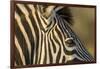 Botswana, Close-up of Eye of Plains Zebra at Sunset in Okavango Delta-Paul Souders-Framed Photographic Print