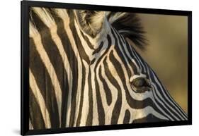 Botswana, Close-up of Eye of Plains Zebra at Sunset in Okavango Delta-Paul Souders-Framed Photographic Print