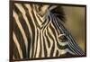 Botswana, Close-up of Eye of Plains Zebra at Sunset in Okavango Delta-Paul Souders-Framed Premium Photographic Print