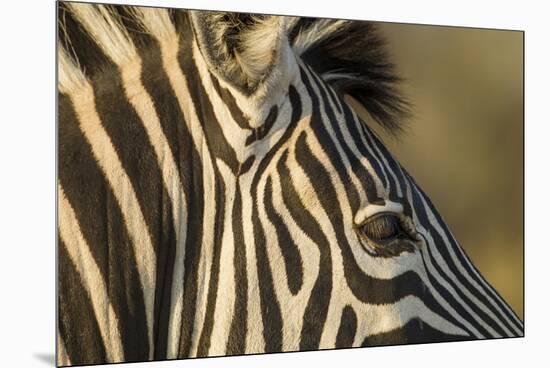 Botswana, Close-up of Eye of Plains Zebra at Sunset in Okavango Delta-Paul Souders-Mounted Premium Photographic Print