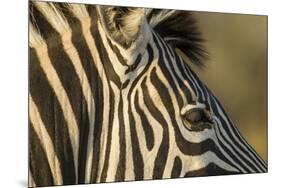 Botswana, Close-up of Eye of Plains Zebra at Sunset in Okavango Delta-Paul Souders-Mounted Premium Photographic Print