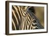 Botswana, Close-up of Eye of Plains Zebra at Sunset in Okavango Delta-Paul Souders-Framed Photographic Print