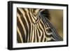 Botswana, Close-up of Eye of Plains Zebra at Sunset in Okavango Delta-Paul Souders-Framed Photographic Print