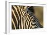 Botswana, Close-up of Eye of Plains Zebra at Sunset in Okavango Delta-Paul Souders-Framed Photographic Print