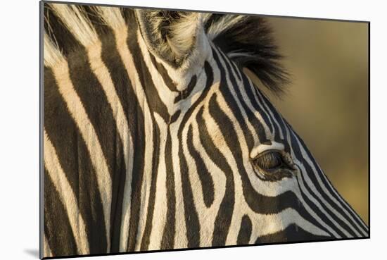 Botswana, Close-up of Eye of Plains Zebra at Sunset in Okavango Delta-Paul Souders-Mounted Photographic Print