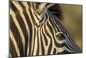 Botswana, Close-up of Eye of Plains Zebra at Sunset in Okavango Delta-Paul Souders-Mounted Photographic Print