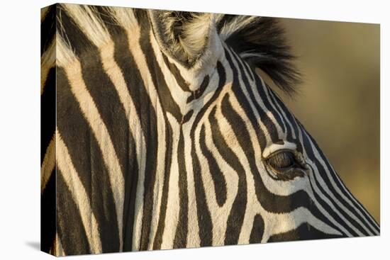 Botswana, Close-up of Eye of Plains Zebra at Sunset in Okavango Delta-Paul Souders-Stretched Canvas