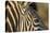Botswana, Close-up of Eye of Plains Zebra at Sunset in Okavango Delta-Paul Souders-Stretched Canvas