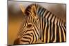 Botswana, Close-up of Eye of Plains Zebra at Sunset in Okavango Delta-Paul Souders-Mounted Photographic Print