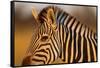 Botswana, Close-up of Eye of Plains Zebra at Sunset in Okavango Delta-Paul Souders-Framed Stretched Canvas