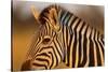 Botswana, Close-up of Eye of Plains Zebra at Sunset in Okavango Delta-Paul Souders-Stretched Canvas