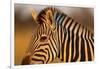 Botswana, Close-up of Eye of Plains Zebra at Sunset in Okavango Delta-Paul Souders-Framed Photographic Print