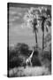 Botswana, Giraffe, Giraffa Camelopardalis-Stuart Westmorland-Stretched Canvas