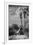 Botswana, Giraffe, Giraffa Camelopardalis-Stuart Westmorland-Framed Photographic Print