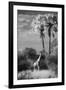 Botswana, Giraffe, Giraffa Camelopardalis-Stuart Westmorland-Framed Photographic Print