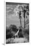 Botswana, Giraffe, Giraffa Camelopardalis-Stuart Westmorland-Framed Premium Photographic Print