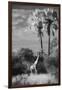 Botswana, Giraffe, Giraffa Camelopardalis-Stuart Westmorland-Framed Premium Photographic Print