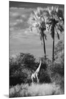 Botswana, Giraffe, Giraffa Camelopardalis-Stuart Westmorland-Mounted Premium Photographic Print